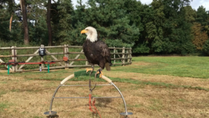Adler